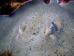 Atlantic Ocean, Spotted Eagle Ray. by Ryan Stafford 